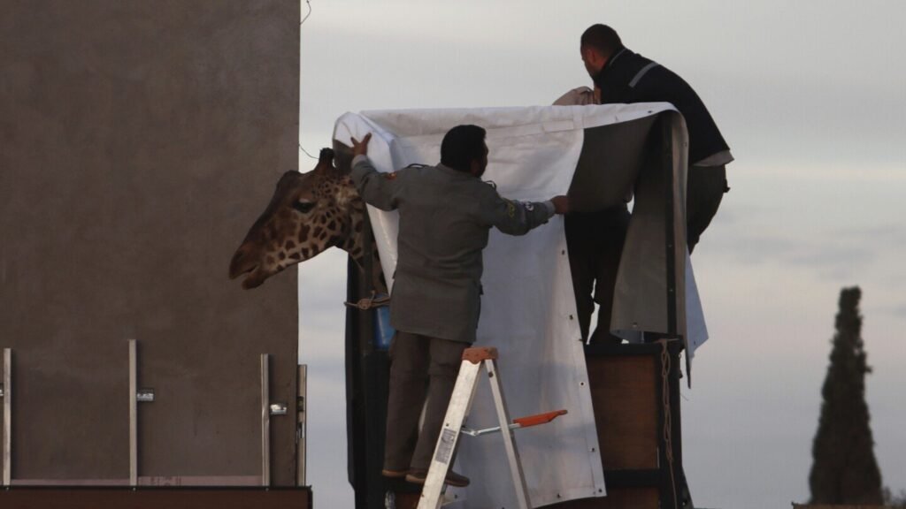 Gangly adolescent giraffe Benito has arrived at his new home. Now comes the hard part -- fitting in